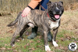 Galeria pod psem i kotem (Odc.2)