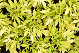 To nie zawsze musi być bukiet