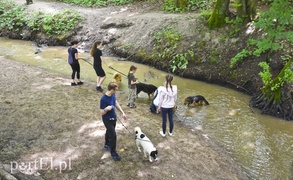 Mamy pomysł na bieg na sześć łap