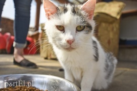 Galeria pod psem i kotem (Odc.3)