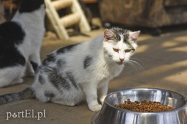 Galeria pod psem i kotem (Odc.3)