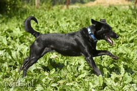 Galeria pod psem i kotem (Odc.4)