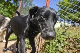 Galeria pod psem i kotem (Odc.4)