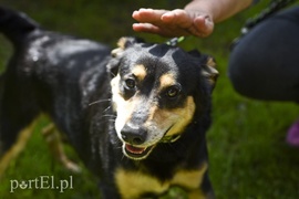 Galeria pod psem i kotem (Odc.5)