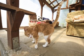 Galeria pod psem i kotem (Odc.5)