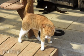 Galeria pod psem i kotem (Odc.5)