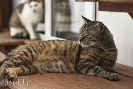 Galeria pod psem i kotem (Odc.6)