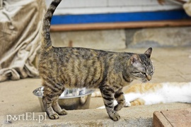 Galeria pod psem i kotem (Odc.6)