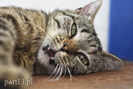 Galeria pod psem i kotem (Odc.6)