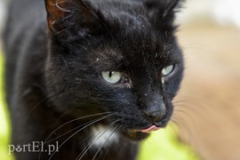 Galeria pod psem i kotem (Odc.7)