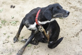 Galeria pod psem i kotem (Odc.7)