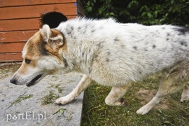 Galeria pod psem i kotem (Odc.8)