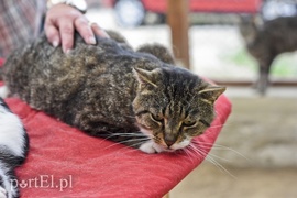 Galeria pod psem i kotem (Odc.8)