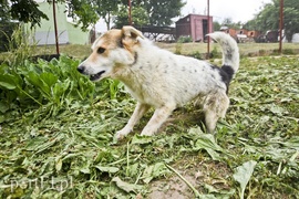 Galeria pod psem i kotem (Odc.8)