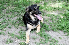 Adopsiaki mają głos