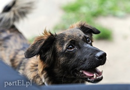 Adopsiaki mają głos