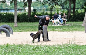 Adopsiaki mają głos