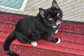 Galeria pod psem i kotem (Odc.9)