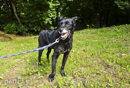 Galeria pod psem i kotem (Odc.11)