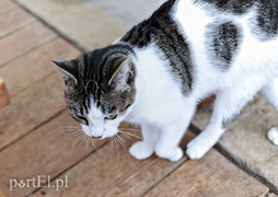 Galeria pod psem i kotem (Odc.11)