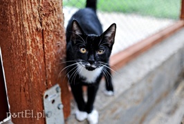 Galeria pod psem i kotem (Odc.12)