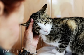 Galeria pod psem i kotem (Odc.13)