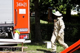 Pszczoły na placu zabaw przedszkola