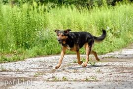 Galeria pod psem i kotem (Odc.14)