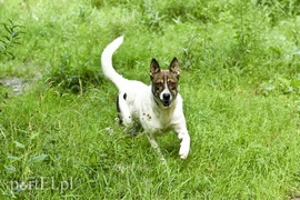 Galeria pod psem i kotem (Odc.15)