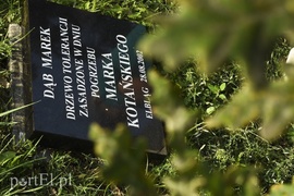 Jedyny taki dąb w Polsce ma nową tablicę