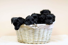 Galeria pod psem i kotem (Odc.16)