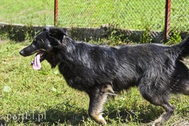 Galeria pod psem i kotem (Odc.17)