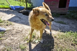 Galeria pod psem i kotem (Odc.18)