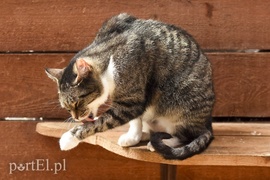 Galeria pod psem i kotem (Odc.18)