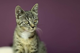 Galeria pod psem i kotem (Odc.19)