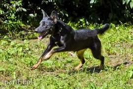 Galeria pod psem i kotem (Odc.19)