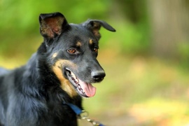 Galeria pod psem i kotem (Odc.22)