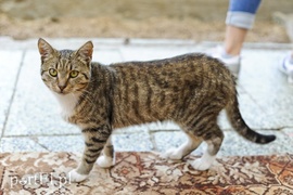 Galeria pod psem i kotem (Odc.22)