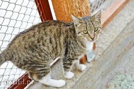 Galeria pod psem i kotem (Odc.22)