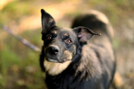 Galeria pod psem i kotem (Odc.22)