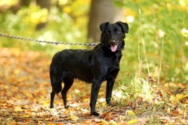 Galeria pod psem i kotem (Odc.23)