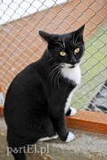 Micia