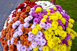 Chryzantemy - nie tylko te złociste