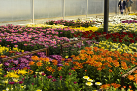 Chryzantemy - nie tylko te złociste