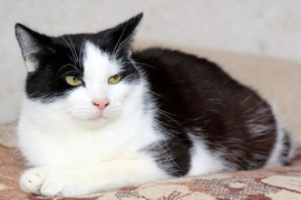 Galeria pod psem i kotem (Odc.24)