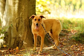 Galeria pod psem i kotem (Odc.24)