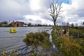 Rzeka Elbląg ostrzega
