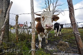 Rzeka Elbląg ostrzega