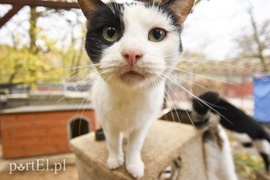 Galeria pod psem i kotem (Odc.28)