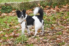 Galeria pod psem i kotem (Odc.28)